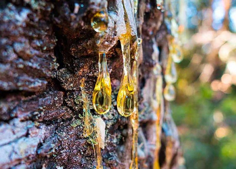 PT MAMUSTO GREEN INTERNATIONAL PRODUCT 3