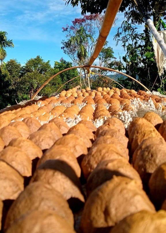 gallery pt mamusto green international 2