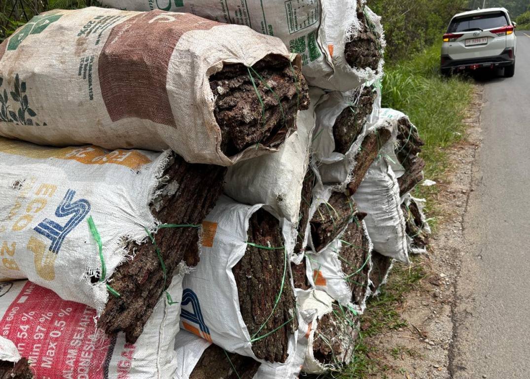 gallery pt mamusto green international 3