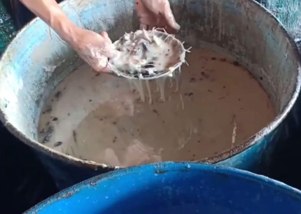 gallery pt mamusto green international 8